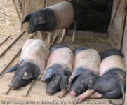 Schwäbisch hällische Landschweine